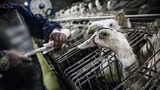 O presidente Luiz Inácio Lula da Silva sanciona lei que proíbe o foie gras e a alimentação forçada de aves no Brasil
