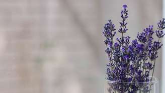 Lavanda: veja como cultivar em casa