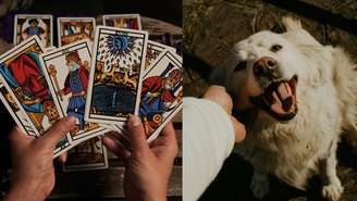 Tutores da Coreia do Sul estão recorrendo ao tarô para tentar compreender emoções, medos e comportamentos de seus pets