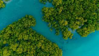 Celebrado em 26 de julho, o Dia Mundial da Proteção dos Manguezais reforça a importância desse ecossistema para a biodiversidade, o equilíbrio climático e a proteção das comunidades costeiras