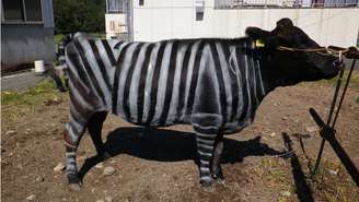 Pesquisadores japoneses descobriram que pintar vacas pretas com listras brancas, imitando o padrão das zebras, reduz em cerca de 50% a incidência de moscas que picam esses animais