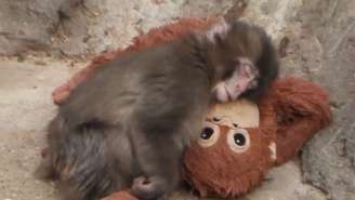 Punch, o filhote de macaco que viralizou ao abraçar uma pelúcia após ser abandonado pela mãe, completa 1 ano e ganha milhares de cartas