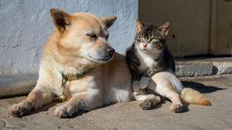 STF confirmou que os municípios devem garantir proteção a cães e gatos abandonados ou vítimas de maus