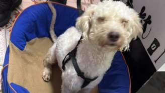 Cãozinho Beyli, da raça poodle, foi encontrado após passar 29 dias sob escombros de terremoto na Venezuela