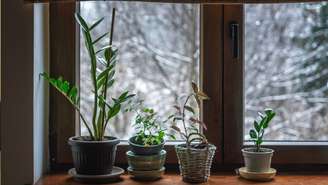 3 dicas essenciais para proteger suas plantas no Inverno