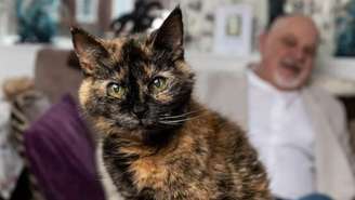 Gata de 31 anos pode entrar para o Guinness: rotina com camarão, salmão e água mineral chama atenção