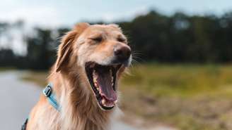 O bocejo faz parte da linguagem corporal dos cães e pode revelar muito mais do que apenas sono
