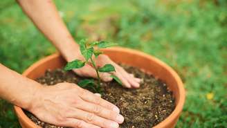 Quando a terra fica compactada, a água pode deixar de chegar corretamente às raízes da planta