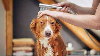 Descubra como eliminar o mau cheiro de seu cachorro