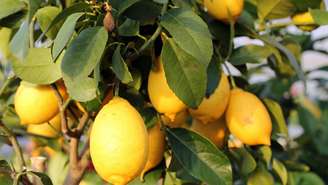 Veja algumas árvores frutíferas que podem ser cultivadas em vasos, como o limoeiro