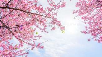 A cerejeira ornamental, conhecida como Sakura, simboliza a chegada da primavera, a renovação e a beleza efêmera na cultura japonesa