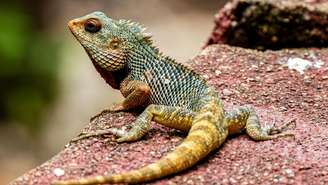 Segundo o especialista, para compreender o recado, é importante observar os sentimentos e acontecimentos que acompanham a presença do lagarto