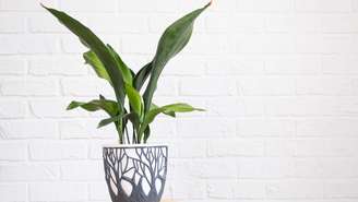A aspidistra, conhecida como planta