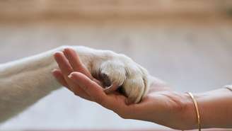 Existem várias formas de homenagear um animal de estimação que já partiu