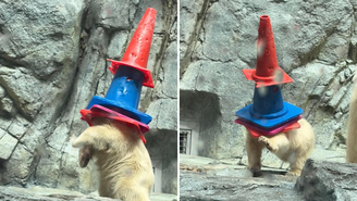 Filhote de urso-polar chamou atenção dos visitantes de um aquário no Japão ao brincar com cones de trânsito.