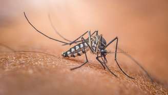 Mosquito Anopheles, que transmite a malária