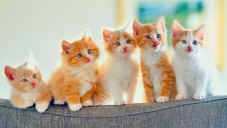 Estudo revela que gatos possuem uma “assinatura” química na urina que pode ajudá