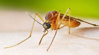 Zoom em um mosquito culex em uma pele humana