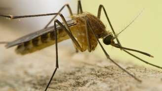 A Febre do Nilo Ocidental, que circula em diferentes continentes, é transmitida principalmente pela picada de mosquitos infectados pelo vírus