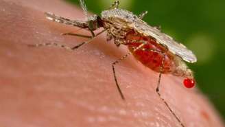 Imagem de arquivo mostra mosquito Anopheles sugando sangue humano em imagem obtida pela Reuters em 23 de novembro de 2015.