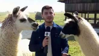 Pietro Oliveira e lhamas