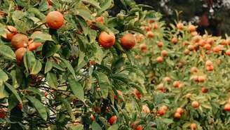 Frutíferas nativas podem oferecer sombra, frutas e benefícios para a biodiversidade dentro de jardins residenciais