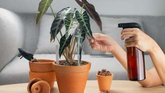Alocasia  -