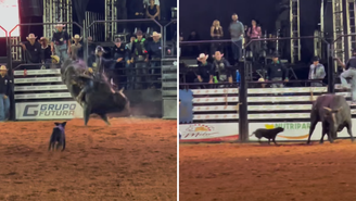 Pretinha corre atrás de touro em Rodeio de Ouvidor. 