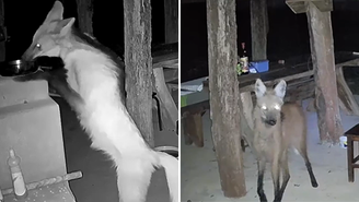 Lobo-guará é flagrado comendo arroz de panela em chácara em Goiás. 