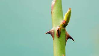 As estruturas pontiagudas ajudam diferentes plantas a se protegerem contra predadores
