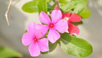 Na primavera, cos dias mais longos e o aumento gradual das temperaturas, algumas plantas encontram condições boas para ganhar novas flores