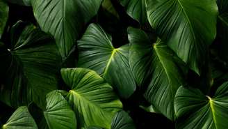 Plantas com folhas escuras criam contraste e ajudam a deixar a composição mais marcante