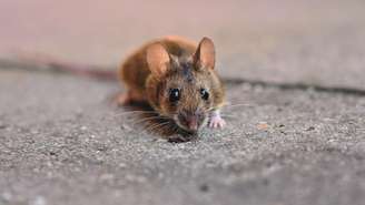 Entenda o que significa sonhar com rato