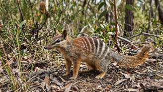 O controle de predadores invasores permitiu o retorno seguro de espécies ameaçadas aos seus habitats.