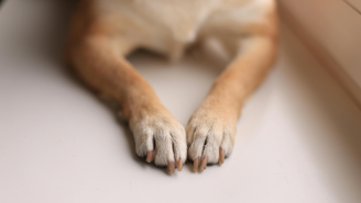 A lambedura excessiva das patas pode indicar que os cães estão lidando tanto com questões emocionais quanto com problemas físicos