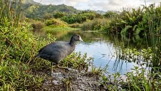 As raízes densas do mangue vermelho bloqueiam canais fluviais e destroem habitats essenciais para a fauna aquática nativa.