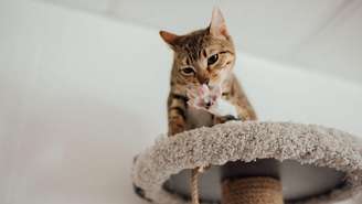 Veja como cuidar da saúde dos gatos