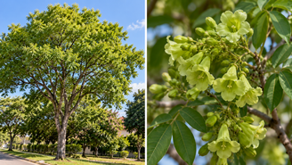 Por que o ipê-verde quase não aparece quando floresce? Entenda como a cor das flores, o formato da copa e a folhagem influenciam sua aparência discreta.