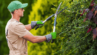 Jardinagem para iniciantes: 5 dicas para quem quer começar