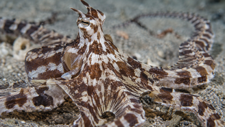 Ele pode lembrar peixes chatos, peixes leão e serpentes marinhas.