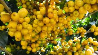Rica em fibras e proteínas, o nanche é uma fruta que fortalece o sistema imunológico e contribui para a saúde; saiba mais