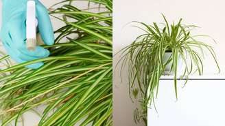 Com folhas pendentes e pouco trabalho, o clorofito é perfeito pra decorar  -