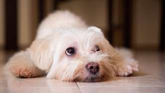 Saiba como adaptar a casa para cães idosos e conheça cuidados que ajudam a evitar quedas e facilitar a rotina do pet