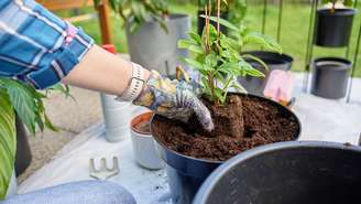 O reaproveitamento de resíduos orgânicos contribui para uma jardinagem mais sustentável
