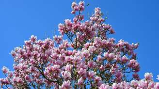 A magnólia chama atenção no jardim principalmente durante o período de floração, quando suas flores ganham destaque