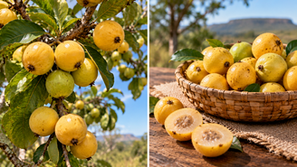 Fruta típica do Cerrado, a cagaita tem sabor ácido e amadurece rapidamente. Saiba como armazenar, congelar e consumir com os devidos cuidados.