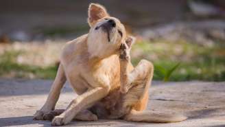 A chegada da primavera exige atenção redobrada com a pele e a pelagem de cães sensíveis ou alérgicos