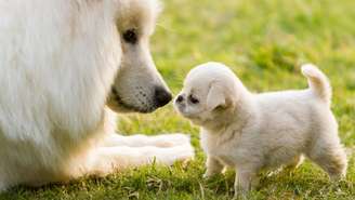 A chegada de um filhote exige atenção aos limites do cachorro que já vive na casa e uma aproximação gradual entre os dois