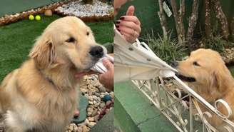 Budy, golden retriever de 1 ano, viralizou nas redes e transformou o portão de casa em Itajaí (SC) em ponto turístico