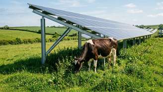 O sombreamento contínuo das placas fotovoltaicas proporciona alívio térmico e melhora o desenvolvimento do rebanho.